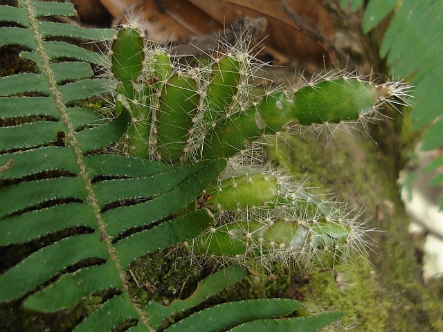 Edible cactus growing on a tree.