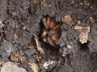 A tarantula burrow under a stone