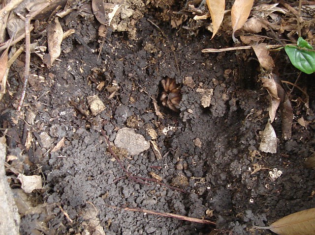 An adult female Mexican tarantula in her burrow.