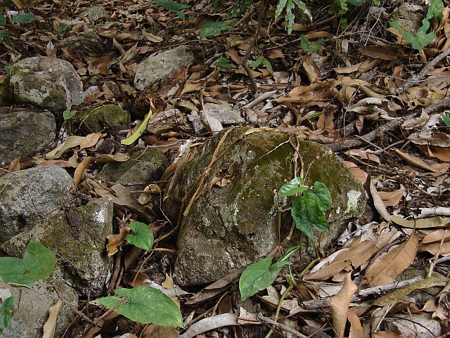 The burrow of the female Mexican tarantula is under the large stone in the center.