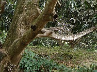 Broader surroundings of a tarantula habitat