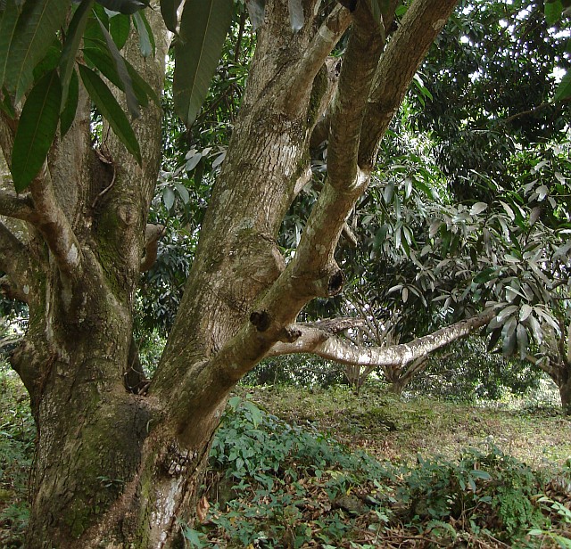 Mango trees near Coyolillo.