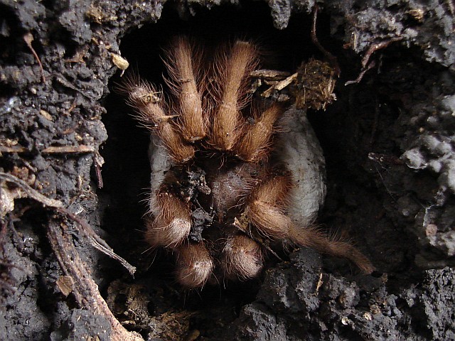 Large female tarantula spider with egg sac