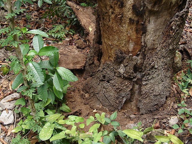 Habitat of the juvenile tarantula we found.