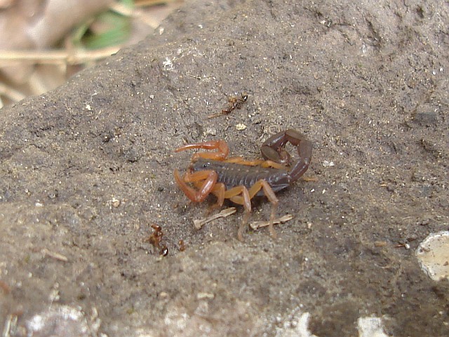 Juvenile Centruroides gracilis.