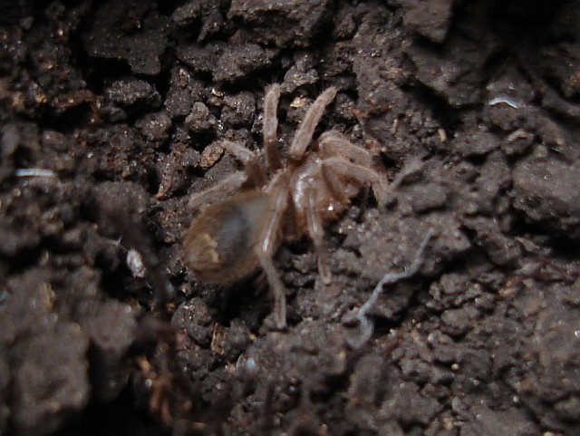 A juvenile Mexican tarantula.