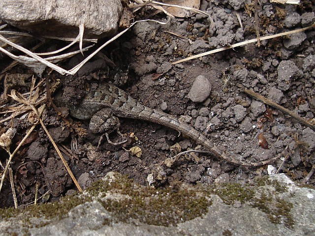 A lizard trying to hide from us.