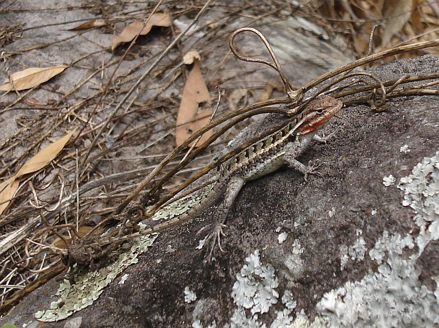 A lizard on a stone.