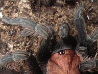 Top view of a Mexican tarantula