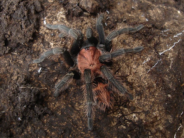 Top view of a "Mexican" tiger-rump.