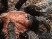 Side view of a Mexican tarantula