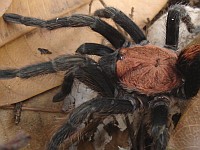 Side view of a tarantula spider from Veracruz