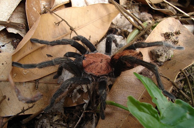 Side view of a Mexican tarantula species from Veracruz.