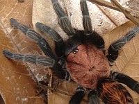 A Mexican tarantula from above
