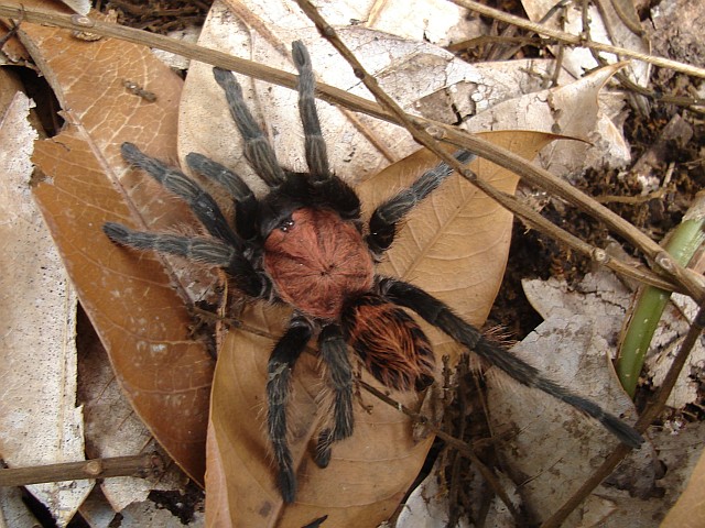 A Mexican tarantula species from above.