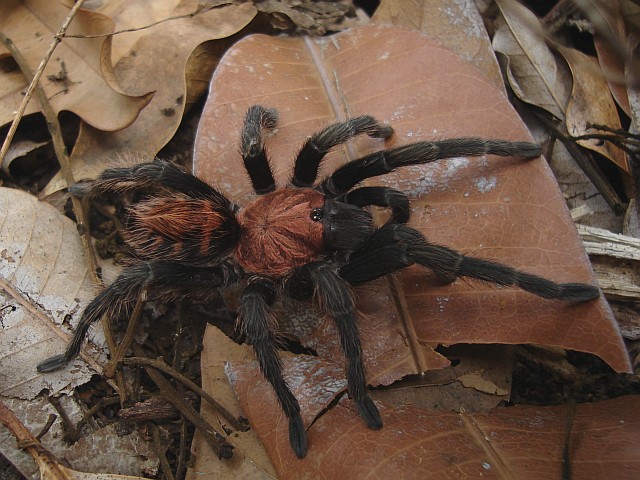 A "Mexican" tiger-rump tarantula.