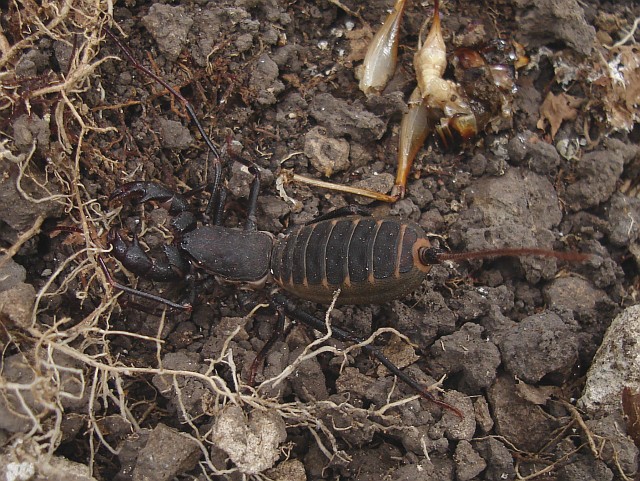 A vinegaroon, with the remainders of its meal.