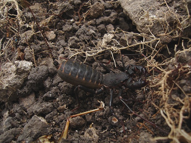 Side view of a Mexican vinegaroon