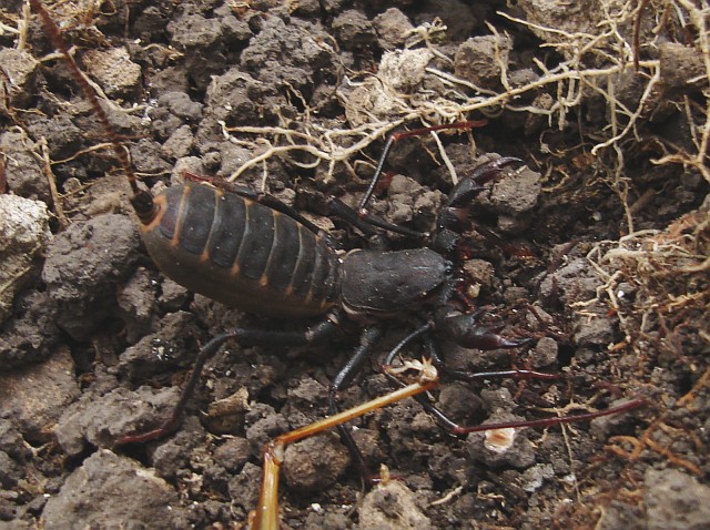 Close-up of a Mexican vinegaroon, Coyolillo, Veracruz, Mexico