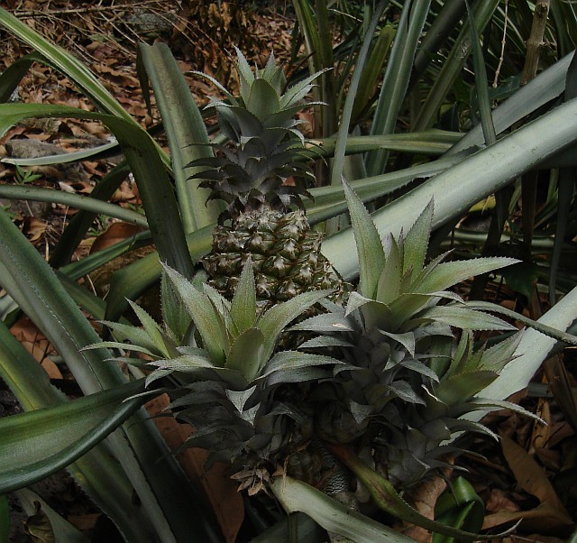 Pineapple plants growing in a mango grove.