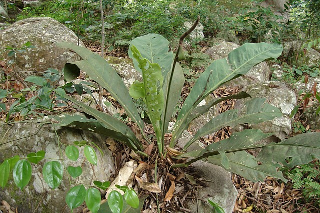 A nice plant, despite the damages, growing on top of a boulder
