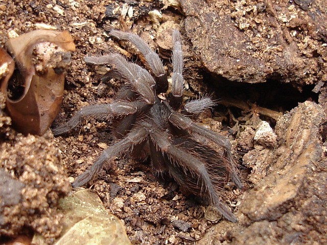 A juvenile tarantula.