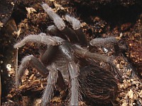Rear view of a small tarantula spider