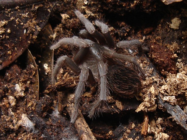 A juvenile Mexican tarantula.