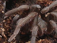 Side view of a small tarantula spider