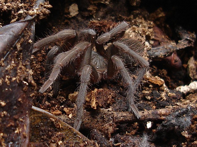 This juvenile tarantula was found near Coyolillo, Veracruz.