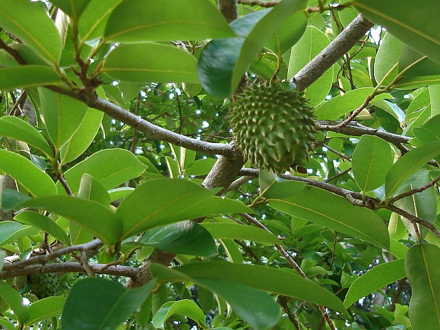 Soursop (Guanbana) tree with some young fruit.