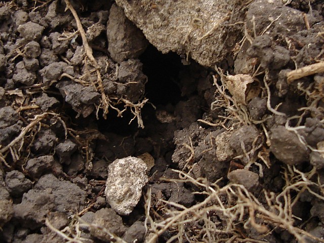 Close-up of a Mexican vinegaroon, Coyolillo, Veracruz, Mexico