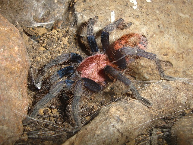 Cyclosternum fasciatum from Veracruz, Mexico