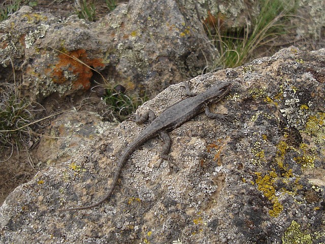 A lizard resting on a volcanic rock.