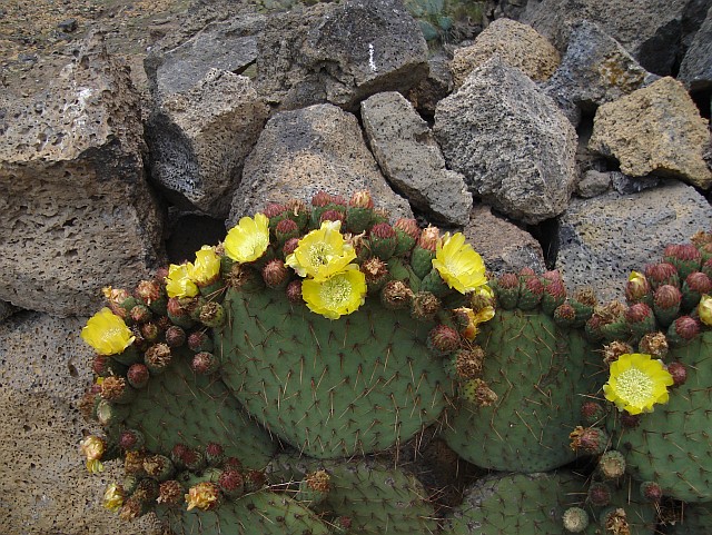 Cactus with yellow flowers growing in front of a wall made of volcanic rocks.