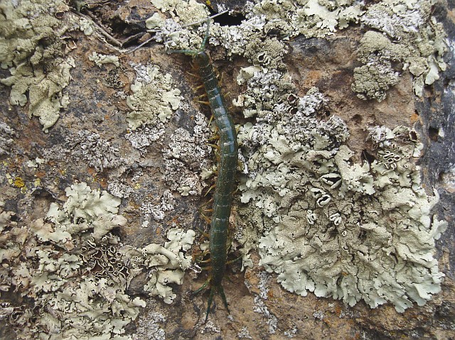 Centipede on a rock.