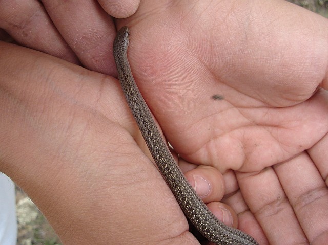 Three-lined Ground Snake, Ground Snake, Three-lined Snake