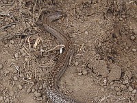 A Tolucan ground snake near its burrow