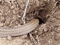 A Conopsis lineata entering its burrow