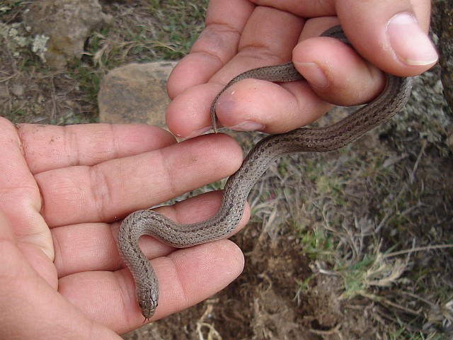 Esme holding a Conopsis lineata (Tolucan ground snake).