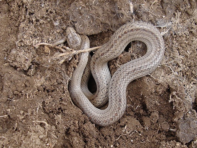 A Tolucan ground snake, Conopsis lineata, in situ.