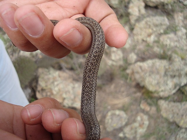 Body of a Conopsis lineata.