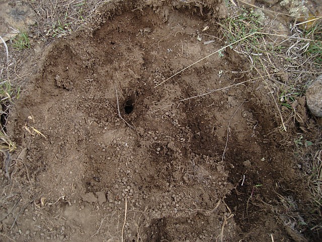 Habitat of Conopsis lineata.