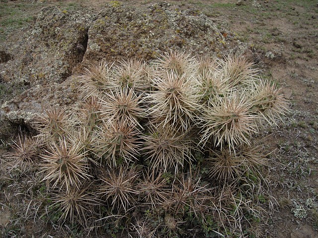 A small group of cactuses.