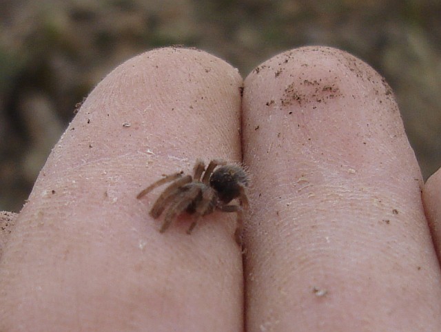 A very small tarantula on my finger.