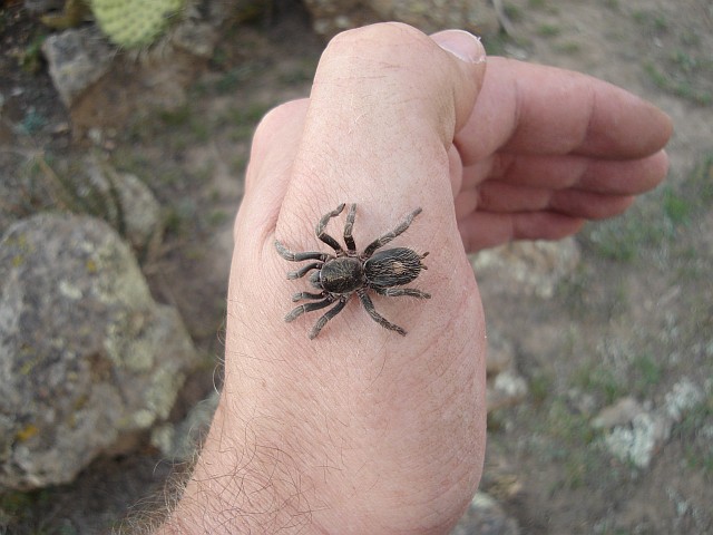 A juvenile tarantula on my hand.