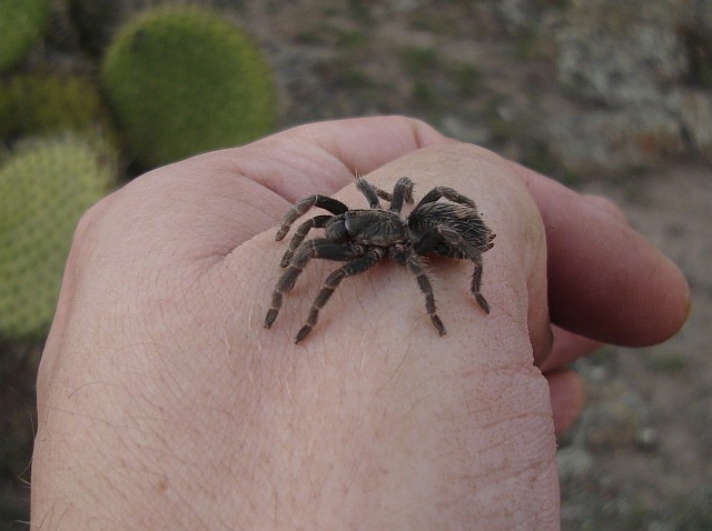 A juvenile tarantula on my hand.