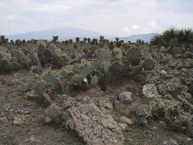 Another overview of the landscape, with the Cofre de Perote in the background (left).