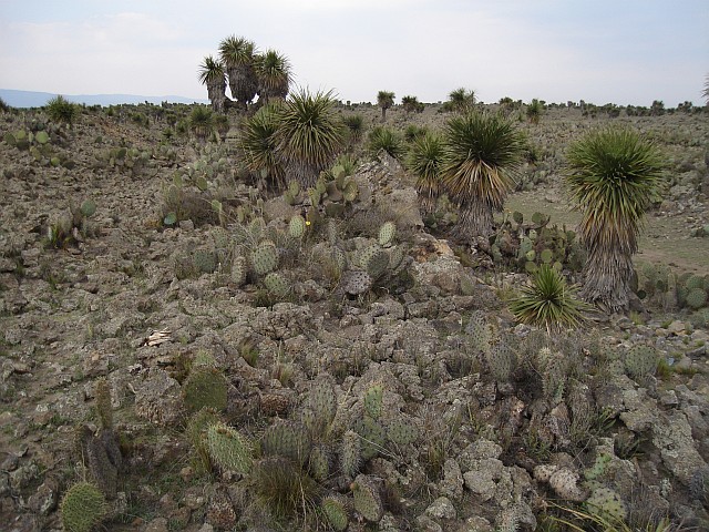 Lava field near El Limn Totalco.