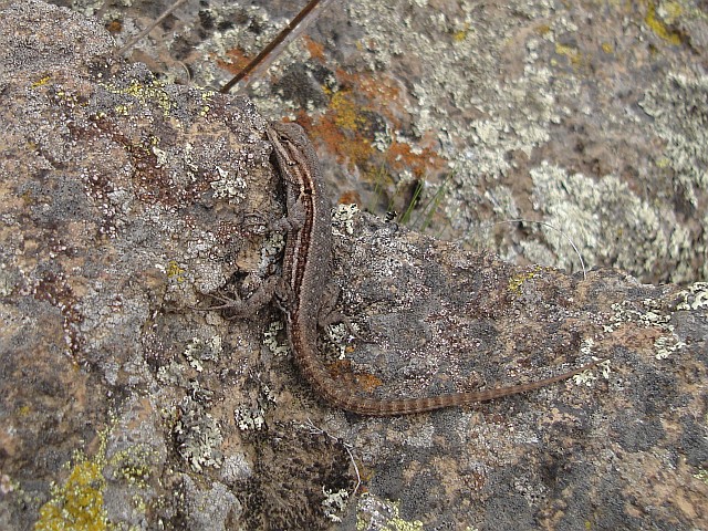 A lizard resting on a volcanic rock.